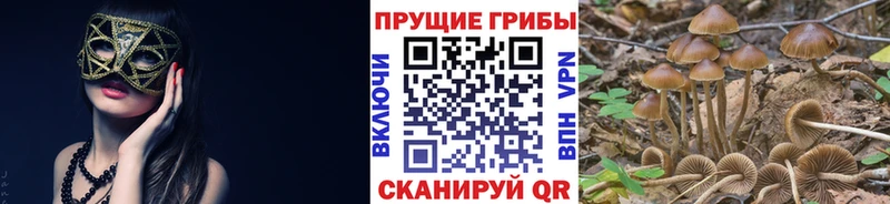 Псилоцибиновые грибы MAGIC MUSHROOMS  Купить  Медвежьегорск 